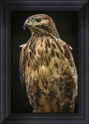 Framed Predator Bird II Print