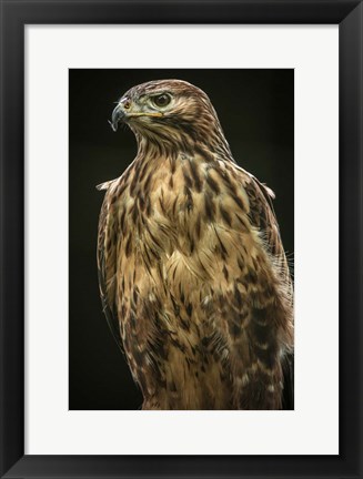 Framed Predator Bird II Print