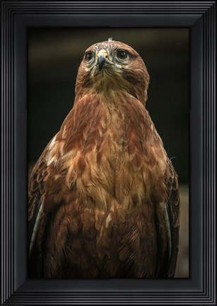 Framed Predator Bird III Print