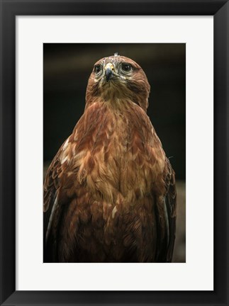 Framed Predator Bird III Print