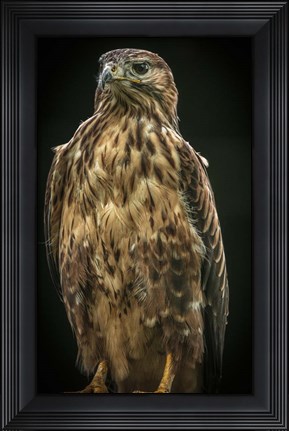 Framed Predator Bird IV Print
