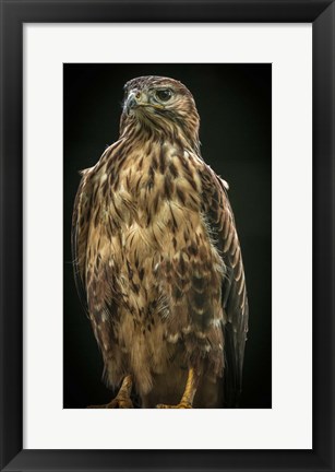 Framed Predator Bird IV Print