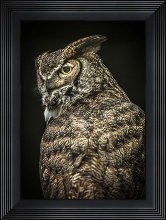 Framed Yellow Eyed Owl II Print
