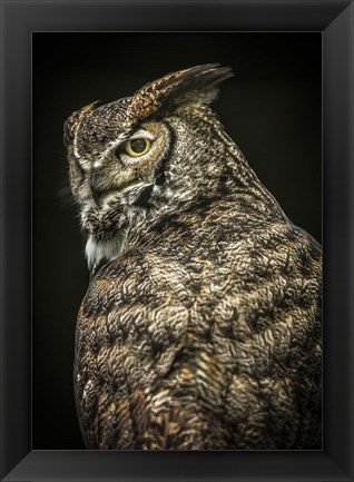 Framed Yellow Eyed Owl II Print