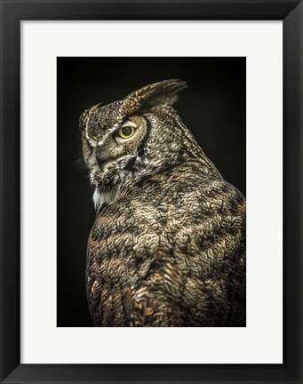 Framed Yellow Eyed Owl II Print