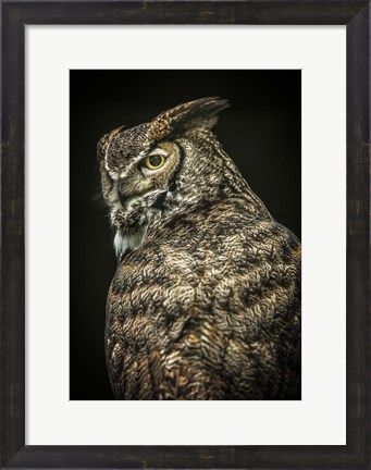 Framed Yellow Eyed Owl II Print
