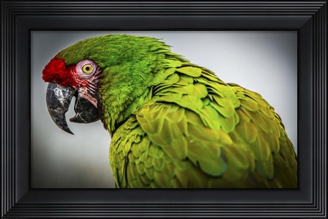 Framed Green Ara Print