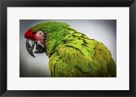 Framed Green Ara Print