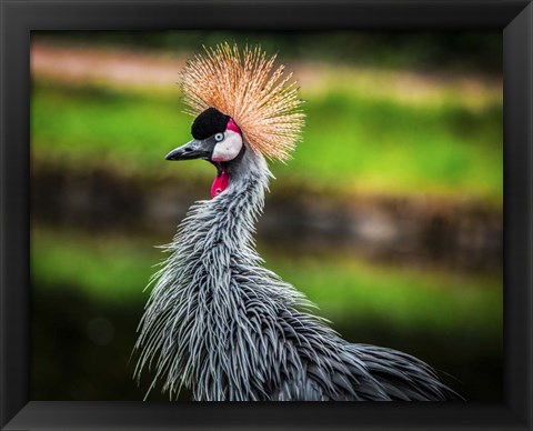 Framed Crowned Crane Print