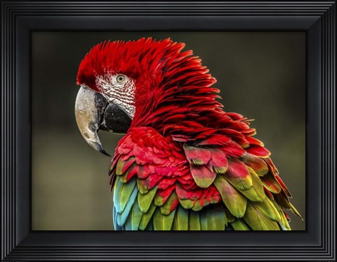 Framed Red Ara Print