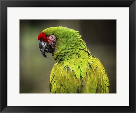 Framed Green Ara Print