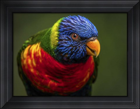 Framed Colorfull Bird II Print