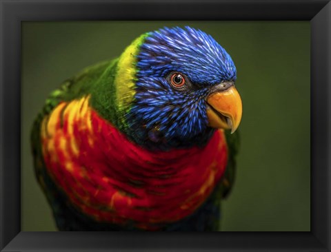 Framed Colorfull Bird II Print