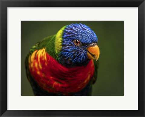 Framed Colorfull Bird II Print