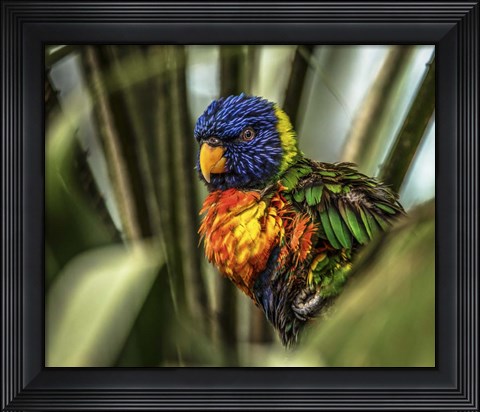 Framed Colorfull Bird III Print