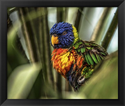 Framed Colorfull Bird III Print