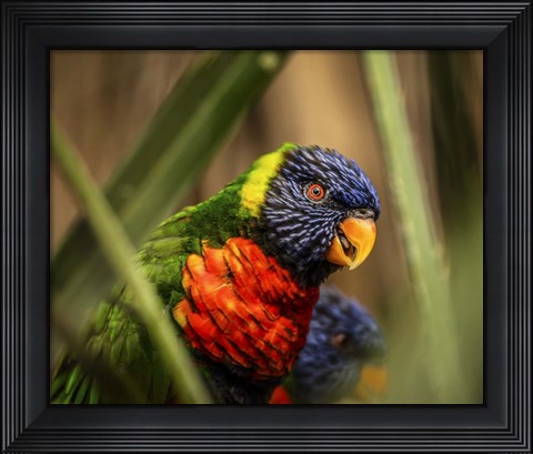 Framed Colorfull Bird IV Print