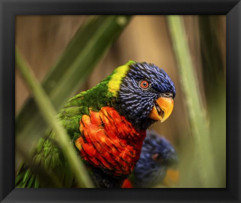 Framed Colorfull Bird IV Print