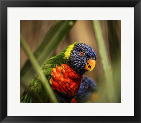 Framed Colorfull Bird IV Print