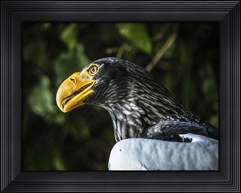 Framed Steller Eagle Print