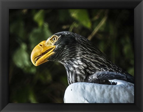 Framed Steller Eagle Print