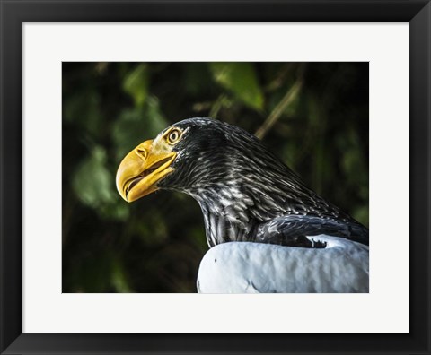 Framed Steller Eagle Print