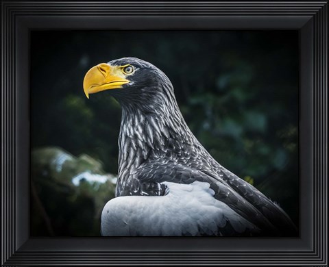 Framed Steller Eagle II Print