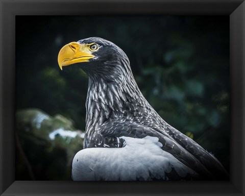 Framed Steller Eagle II Print