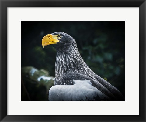 Framed Steller Eagle II Print