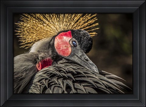 Framed Crowned Crane II Print