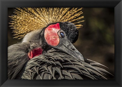 Framed Crowned Crane II Print