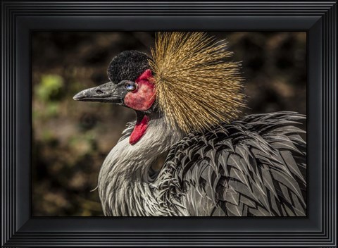 Framed Crowned Crane III Print