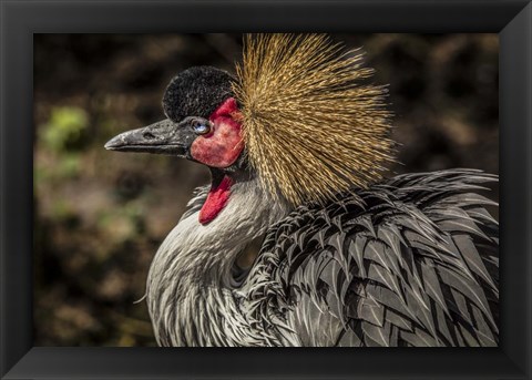Framed Crowned Crane III Print