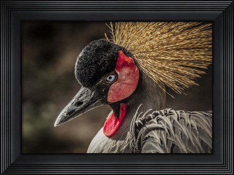 Framed Crowned Crane IV Print