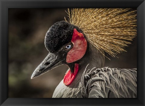 Framed Crowned Crane IV Print