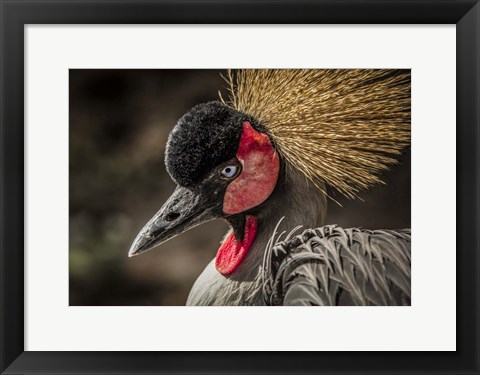 Framed Crowned Crane IV Print