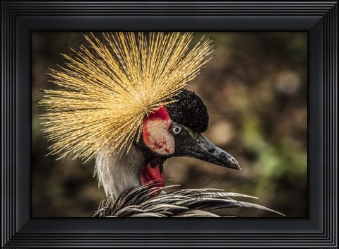 Framed Crowned Crane V Print
