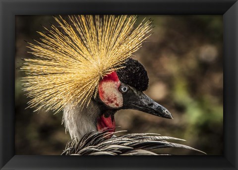 Framed Crowned Crane V Print