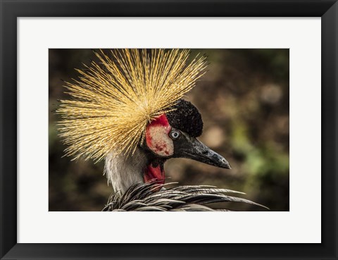 Framed Crowned Crane V Print