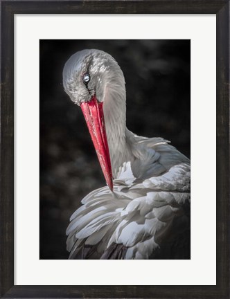 Framed Stork Print