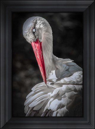 Framed Stork Print