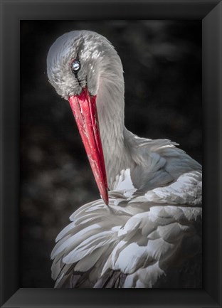 Framed Stork Print