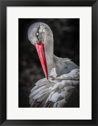 Framed Stork Print