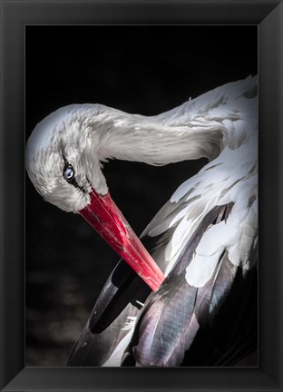 Framed Stork II Print