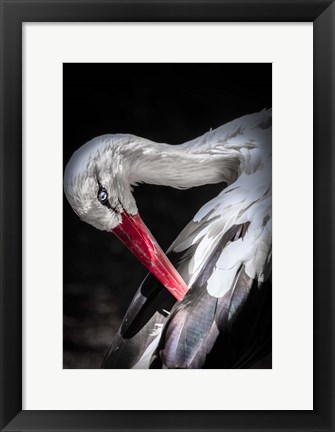 Framed Stork II Print