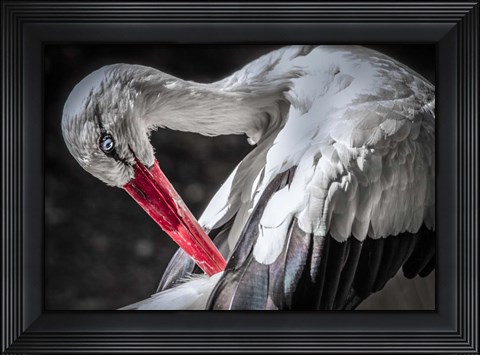 Framed Stork III Print