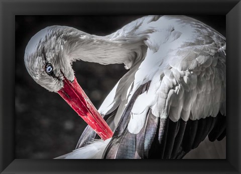 Framed Stork III Print