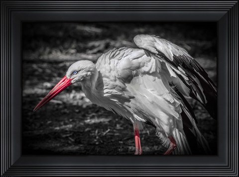Framed Stork IV Print
