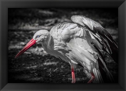 Framed Stork IV Print