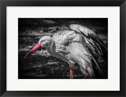 Framed Stork IV Print